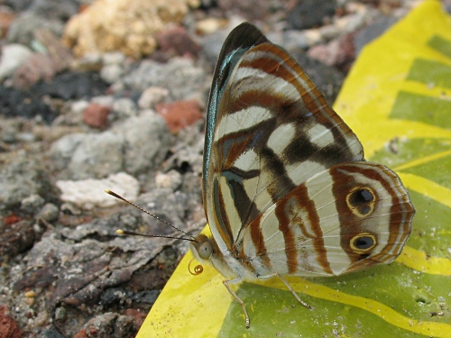 Mexican Sailor (Dynamine postverta mexicana, d'Almeida, 1952), male, ventral.