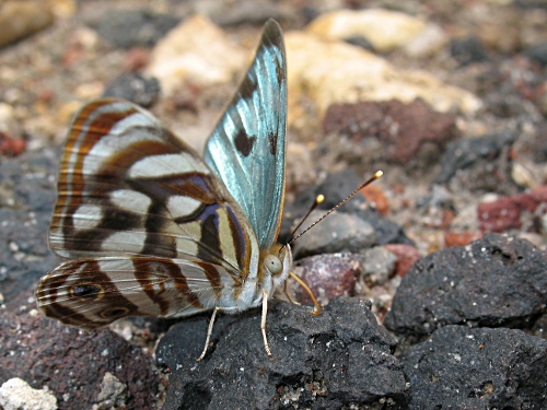 Mexican Sailor (Dynamine postverta mexicana, d'Almeida, 1952), male, ventral.