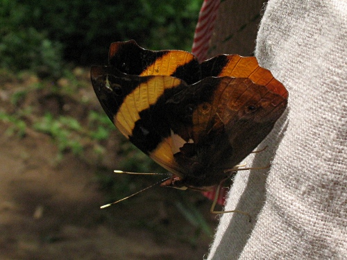 Epiphile a. adrasta (Common Banner) resting on Esme's sleeve.