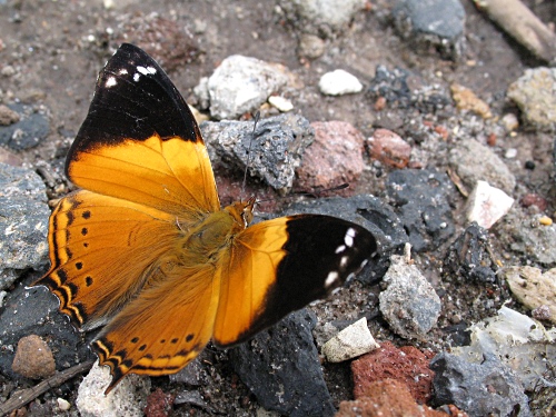 Godman's mapwing (Hypanartia godmanii), dorsal.