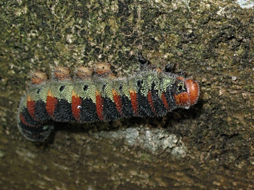 A large caterpillar on a tree trunk.