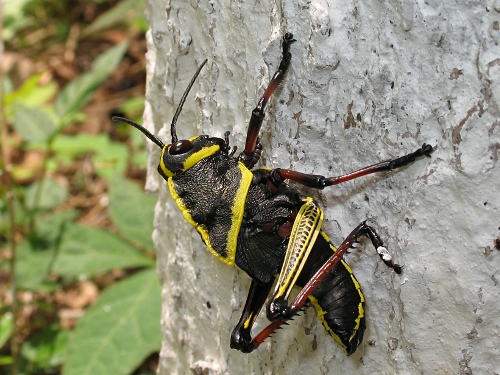 A large lubber grasshopper resting on a tree trunk.