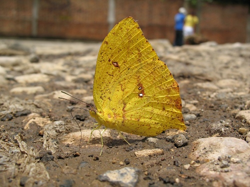 Tailed Sulphur (Phoebis neocypris virgo), ventral