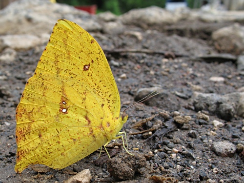 Tailed Sulphur (Phoebis neocypris virgo), ventral