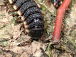 Polydesmid millipede - front