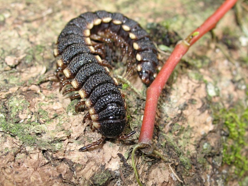 Front view of a flat-backed milipede (Polydesmid).