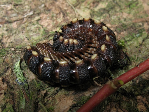 Polydesmid - flat-backed millipede - rolled up in a tight spiral.