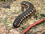 Polydesmid millipede