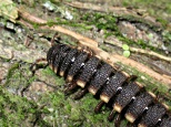 Top view of a Polydesmid millipede
