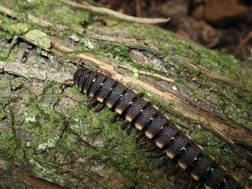 Top view of a flat-backed milipede (Polydesmid).