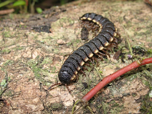 Close-up of a flat-backed milipede (Polydesmid).