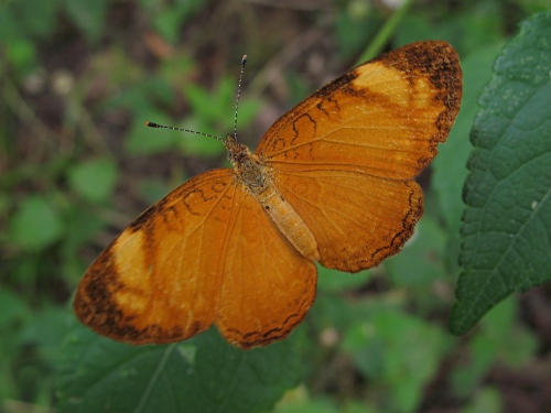 Black-bordered Crescent (Tegosa anieta luka).