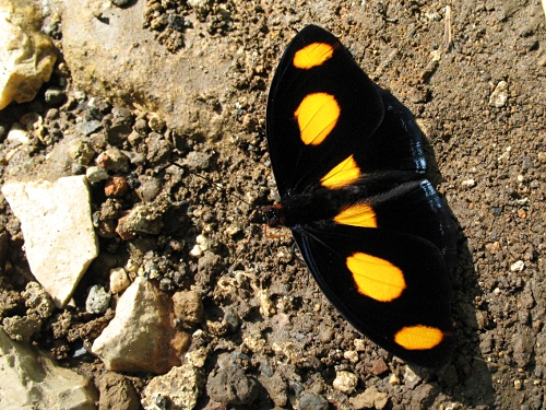 A male Blue-frosted Banner (Catonephele numilia esite, R. Felder, 1869) resting on moist dirt.