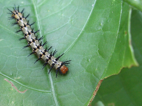 Caterpillar of the Crimson-patch Checkerspot (Chlosyne j. janais, Drury, 1782).