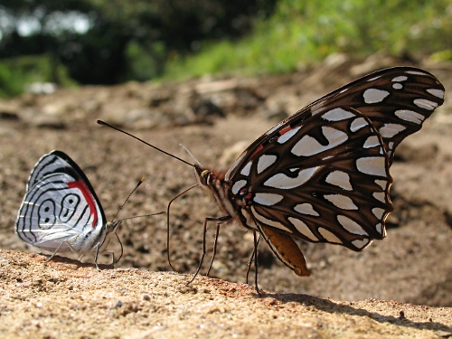 Anna's Eighty-eight (Diaethria a. anna, Gurin-Mneville, 1844) and Mexican Silverspot (Dione moneta poeyii Butler, 1873).