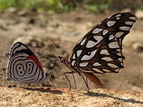 Anna's Eighty-eight (Diaethria a. anna, Gurin-Mneville, 1844) and Mexican Silverspot (Dione moneta poeyii Butler, 1873).