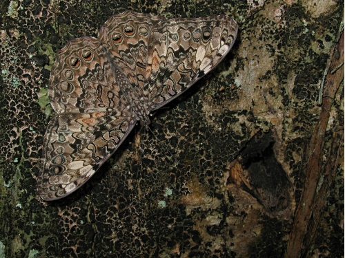 A Gray Cracker (Hamadryas februa ferentina, Godart, 1824) resting on a tree trunk.