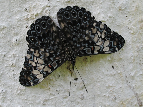 Orange Cracker (Hamadryas fornax fornacalia, Fruhstorfer, 1907) resting on a tree trunk.