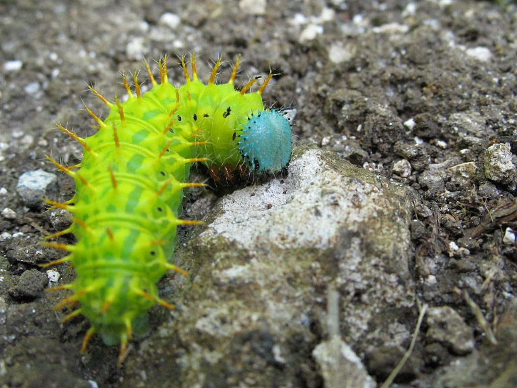 A green and blue psychedelic caterpillar.