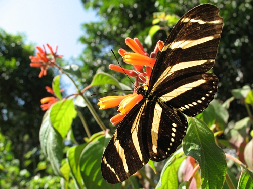 Zebra Longwing (Heliconius charithonia vazquezae), dorsal.