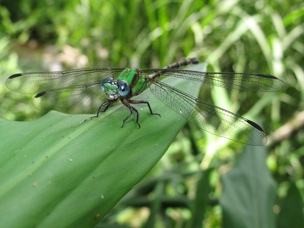 A dragonfly resting on a leaf.