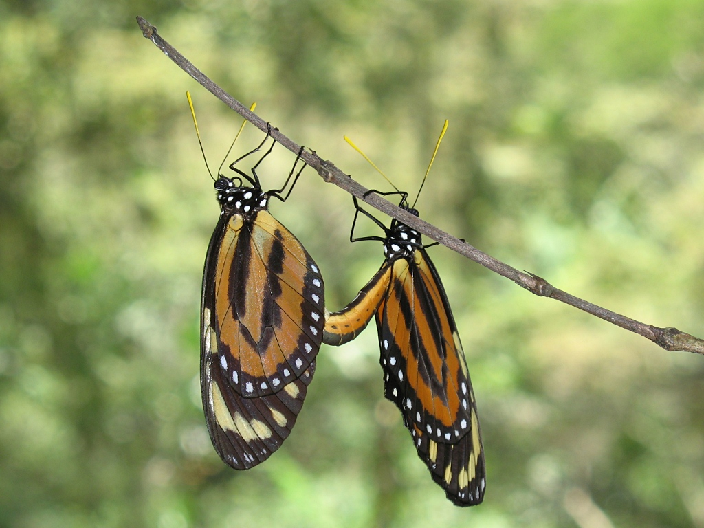 Tiger Mimic-Queen (Lycorea halia atergatis) mating.
