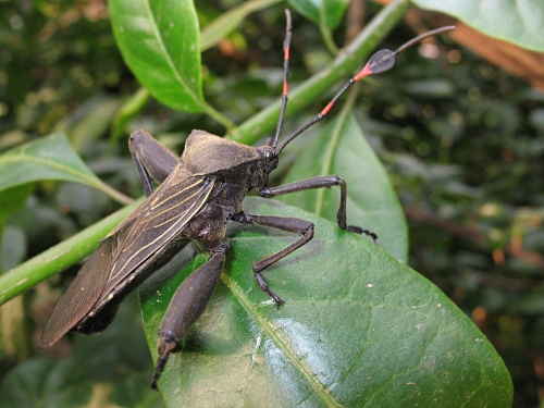 Giant Mesquite bug, Thasus sp?