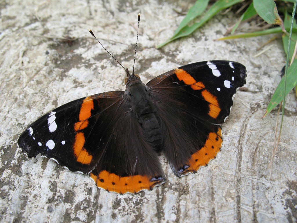 Black, orange, and white butterfly? - Vanessa atalanta 