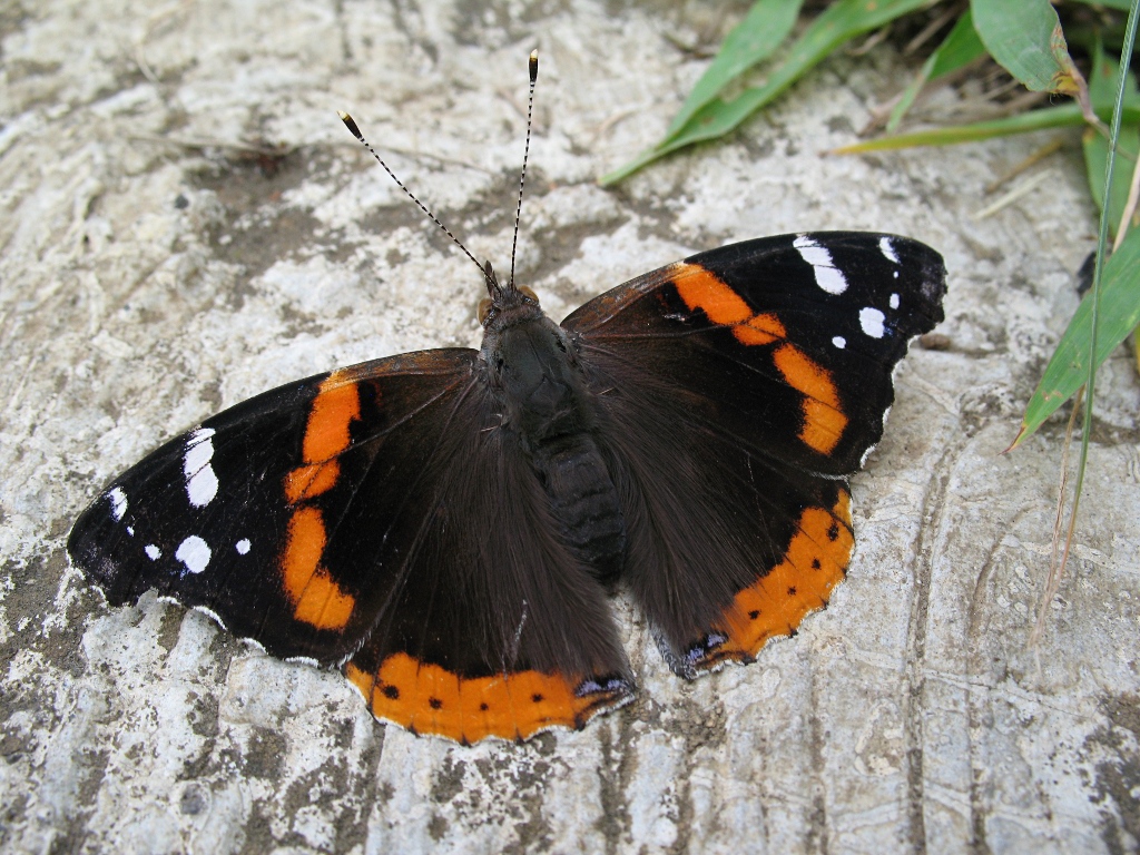 Vanessa atalanta rubria, Red Admiral, dorsal, resting.