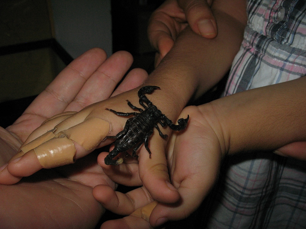Alice holding a juvenile Pandinus imperator (Emperor scorpion).