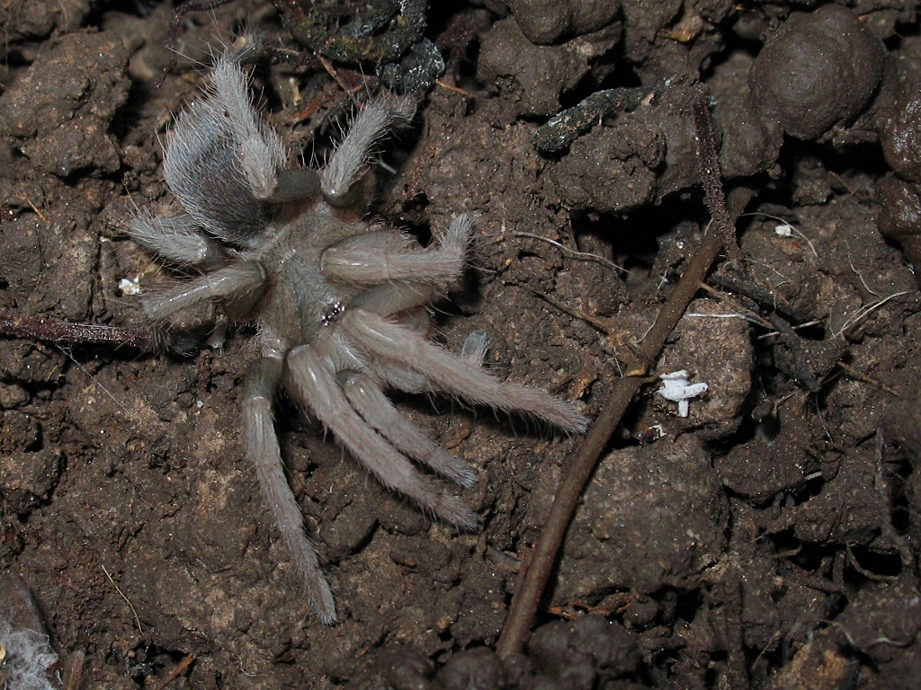 Close-up of a juvenile tarantula.