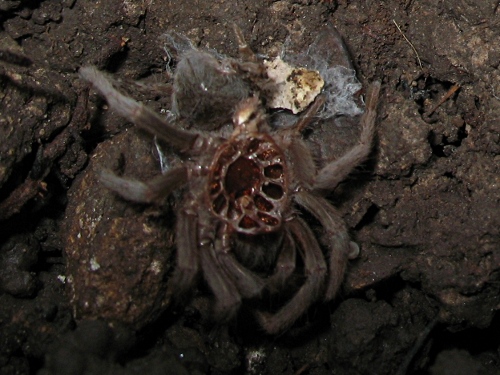 Tarantula exuvia (cast-off exoskeleton), from above.