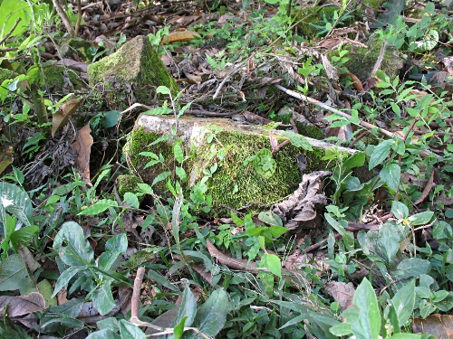 Habitat of the juvenile tarantula.