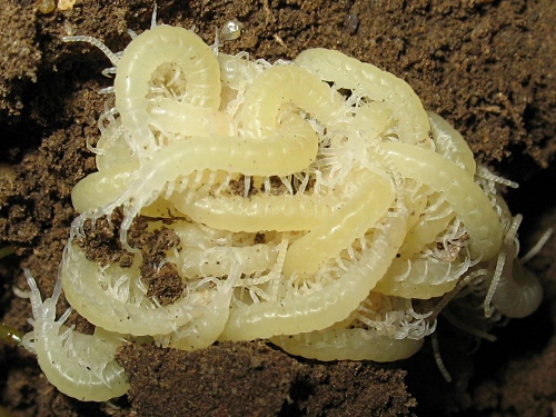 A close up of the centipede brood (protonymphs).