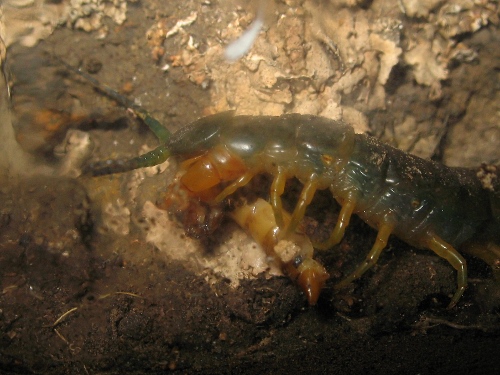 The centipede eating a Zophobas morio larva (superworm).