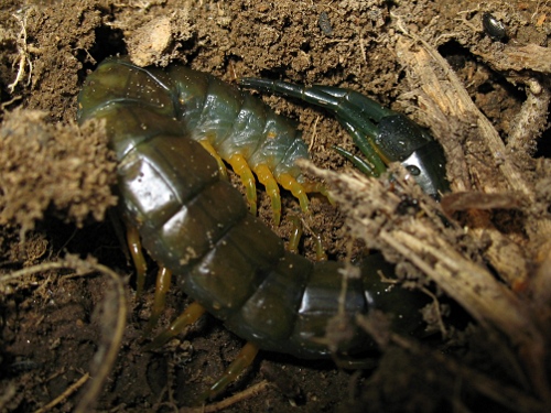 Centipede (Scolopendra sp?) in its original micro-habitat.