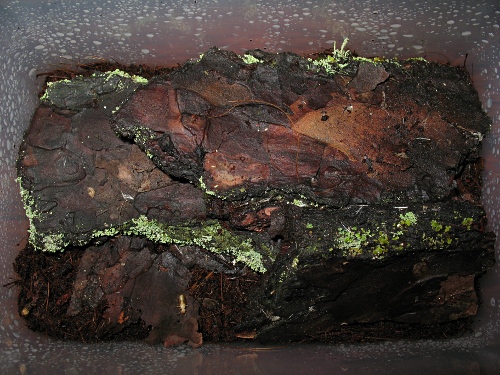 The inside of the terrarium of Megacormus sp. specimen 2.