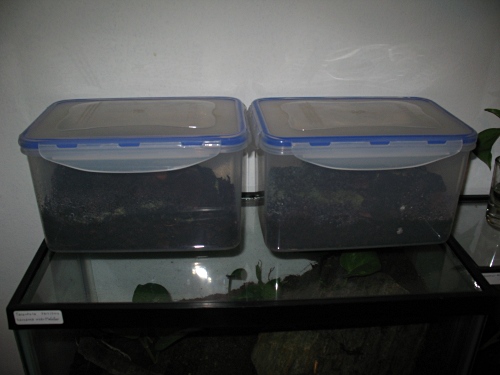 The Megacormus sp. terrariums on top of a tarantula terrarium.