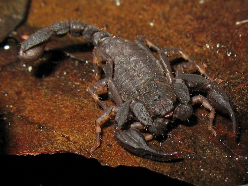 Female Megacormus species, specimen number 1, found near La Joya.