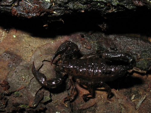 Female Megacormus species, specimen number 2, found near La Joya.