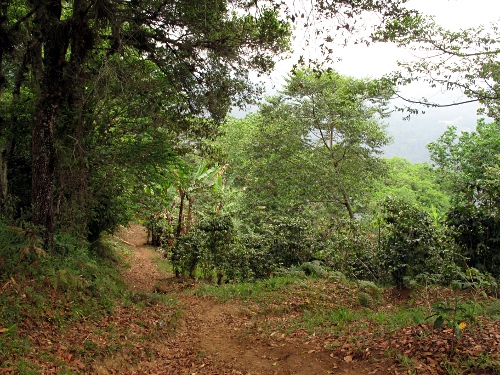 The main track leading down the canyon slope.