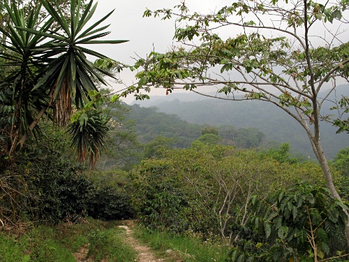 Side track leading between coffee plants.