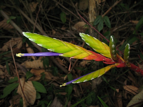Close-up of a Tillandsia sp. (Bromeliad) flower.