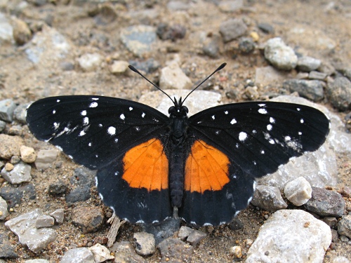 Crimson-patch Checkerspot (Chlosyne j. janais) on the road.