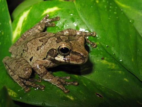 Mexican tree frog, Smilisca baudinii, resting on a Epipremnum aureum leaf.