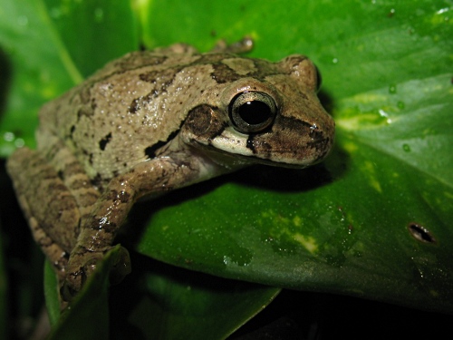 Close-up of a Mexican tree frog, Smilisca baudinii.