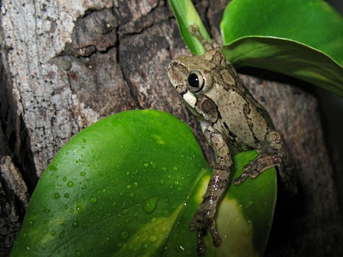A Mexican tree frog climbing up.