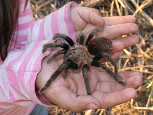 Alice holding a tarantula on her hands.