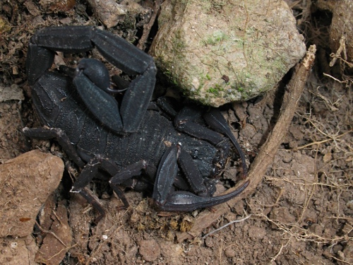 Adult female Centruroides gracilis, close-up.