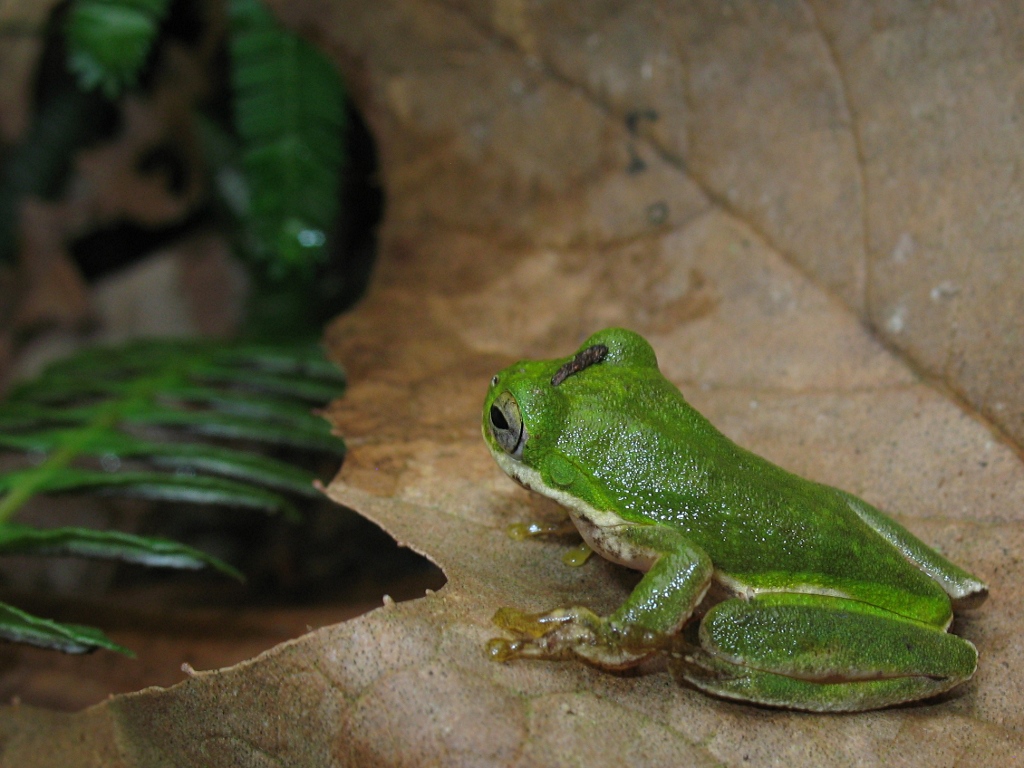 A bright green treefrog gazing in the distance